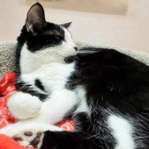 Picture of Cruiser