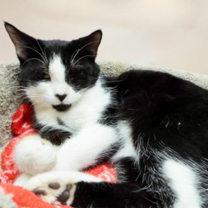Picture of Cruiser