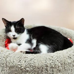 Picture of Cruiser