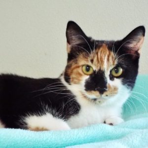 Picture of Floofy