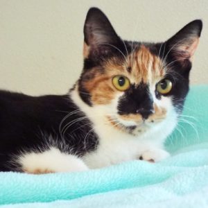 Picture of Floofy