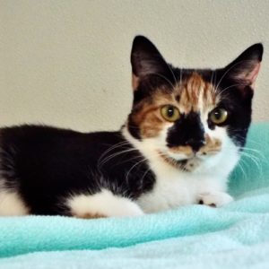 Picture of Floofy