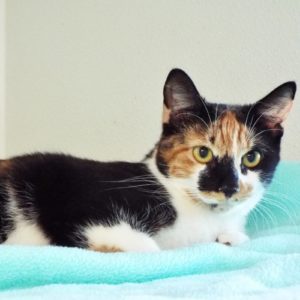 Picture of Floofy
