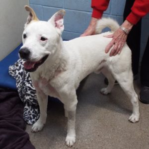 Picture of Ghost