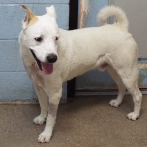 Picture of Ghost