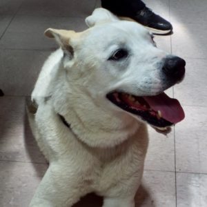 Picture of Ghost