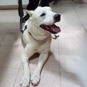 Picture of Ghost