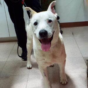 Picture of Ghost