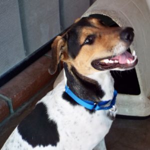 Picture of Herbie