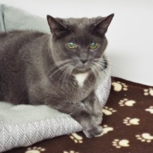 Picture of Lady Grey (R.B.)