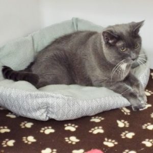 Picture of Lady Grey (R.B.)