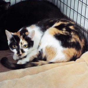 Picture of Little One