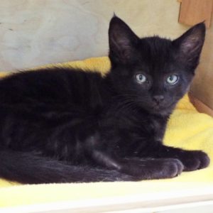 Picture of Martini