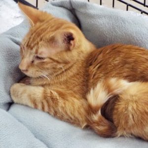 Picture of Merlin