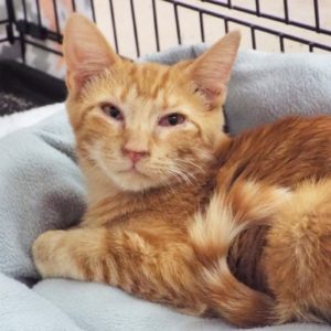 Picture of Merlin