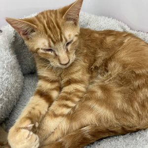 Picture of Merlin
