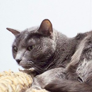 Picture of Mila
