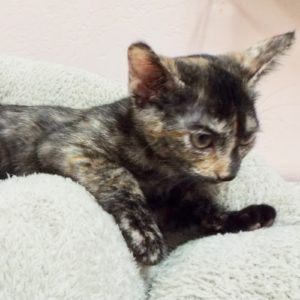 Picture of Mimi
