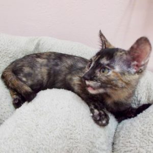 Picture of Mimi