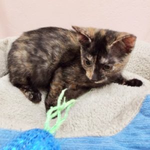 Picture of Mimi