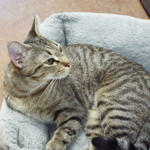 Picture of Mummy