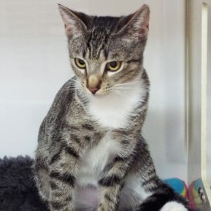 Picture of Oscar