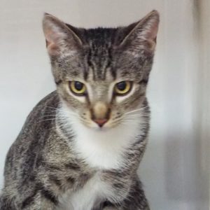 Picture of Oscar