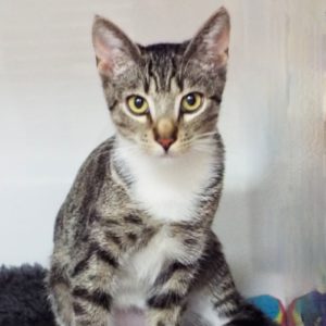Picture of Oscar