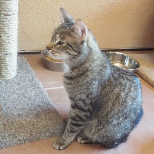 Picture of Pesto