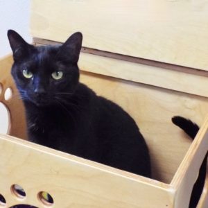 Picture of Plum