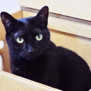 Picture of Plum