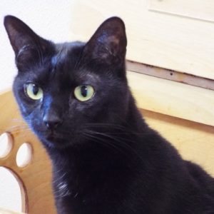 Picture of Plum