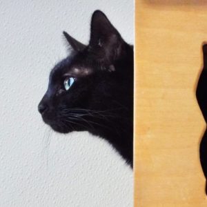 Picture of Plum