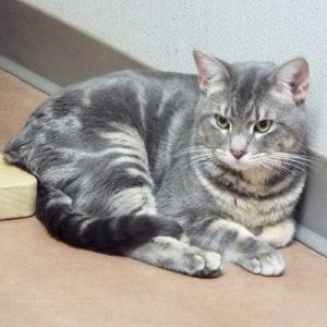 Picture of Solar