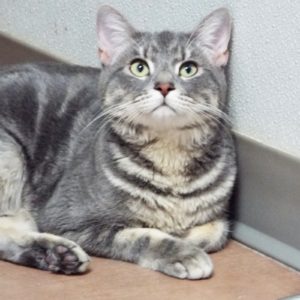 Picture of Solar