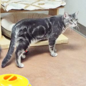 Picture of Solar