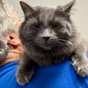Picture of Tonka
