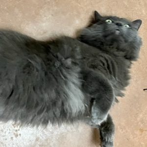 Picture of Tonka