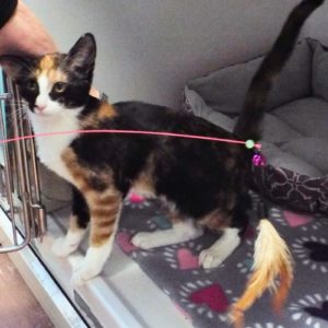 Picture of Willowy