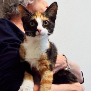 Picture of Willowy