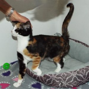 Picture of Willowy