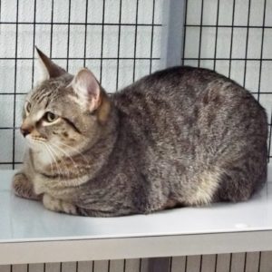 Picture of Zelda