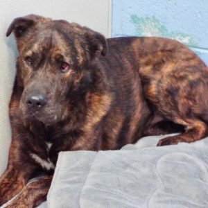 Picture of Zeus