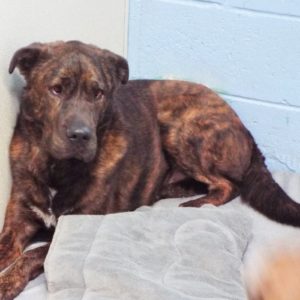 Picture of Zeus