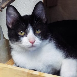 Picture of Aspen