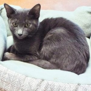Picture of Beatrix