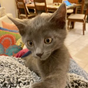 Picture of Cashmere