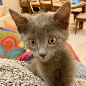 Picture of Cashmere