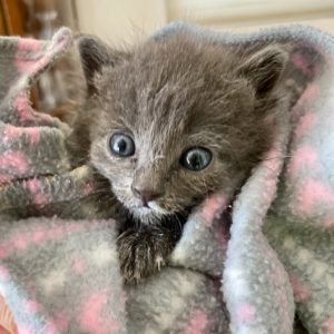 Picture of Cashmere