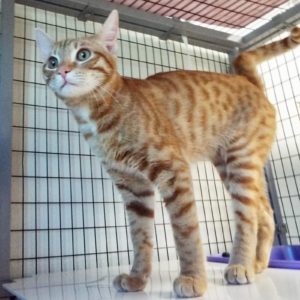 Picture of Cheshire
